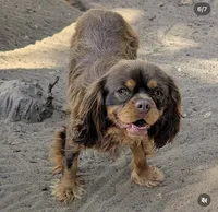 Billy, a male Cavalier King Charles Spaniel for sale in Arroyo Grande, CA – 6 of 6