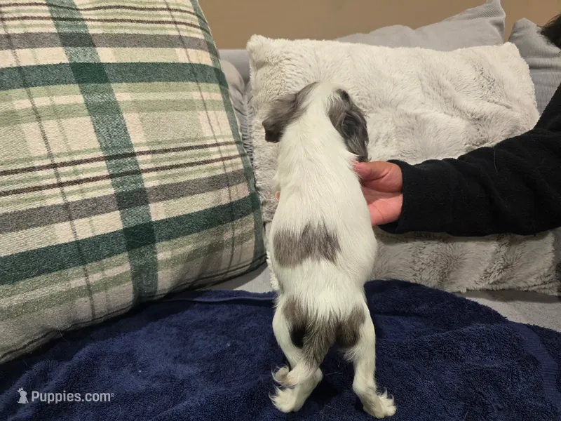 Canoli – Cavalier King Charles Spaniel puppy for sale in Arroyo Grande, CA