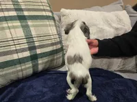 Canoli, a male Cavalier King Charles Spaniel for sale in Arroyo Grande, CA – 1 of 5