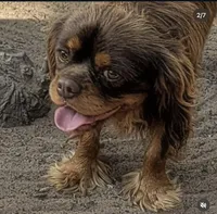 Billy , a male Cavalier King Charles Spaniel for sale in Arroyo Grande, CA – 2 of 6
