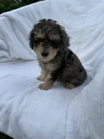 Bucky, a male Poodle - Toy  for sale in Augusta, GA – 2 of 3
