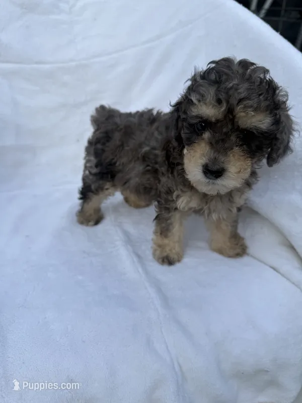 Bucky – Poodle - Toy  puppy for sale in Augusta, GA
