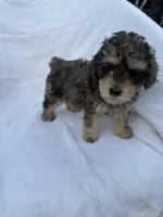 Bucky, a male Poodle - Toy  for sale in Augusta, GA – 1 of 3