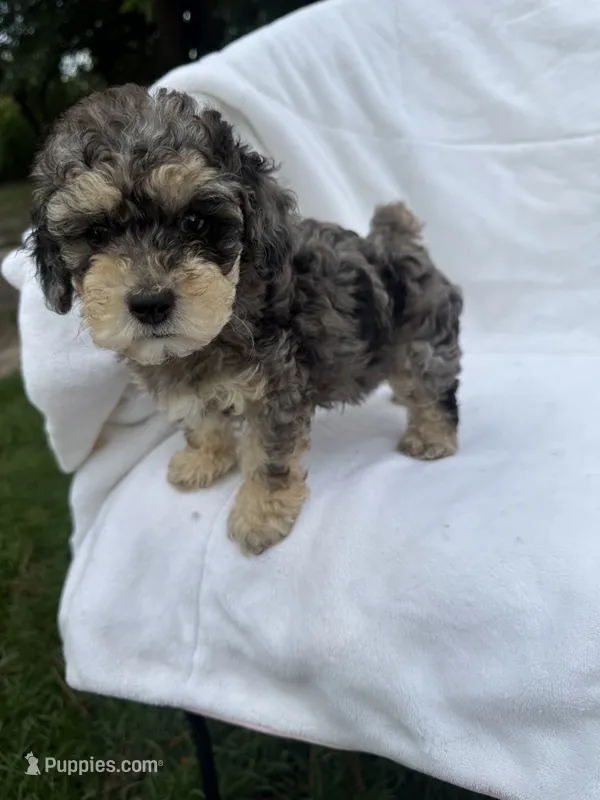 Benji – Poodle - Toy  puppy for sale in Augusta, GA