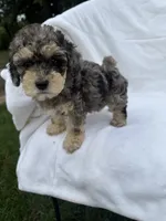 Benji, a male Poodle - Toy  for sale in Augusta, GA – 1 of 3