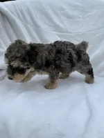 Benji, a male Poodle - Toy  for sale in Augusta, GA – 2 of 3
