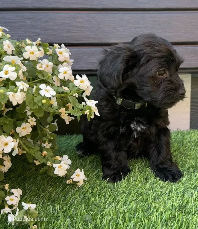 Harley – Havapoo puppy for sale in Loveland, CO