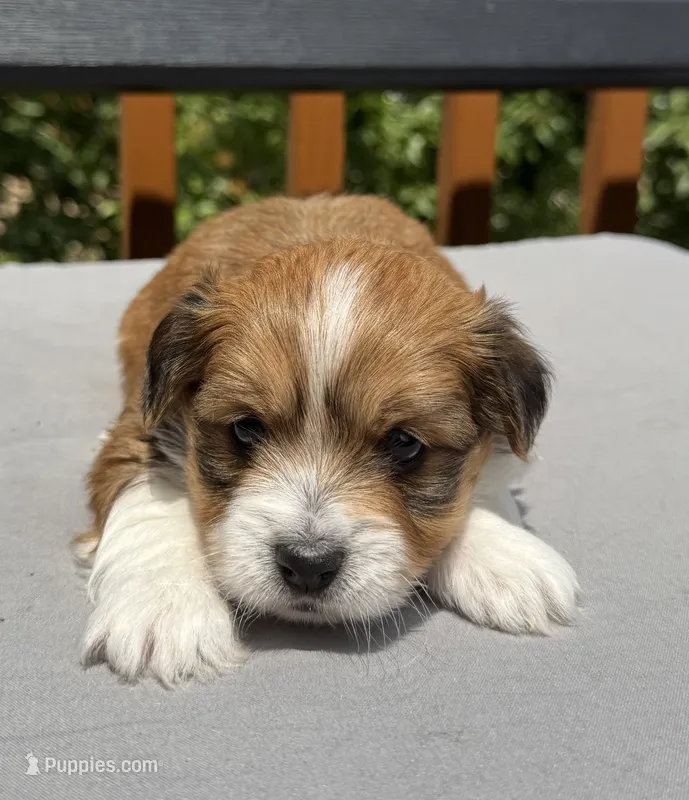 Landry – Havapoo puppy for sale in Loveland, CO