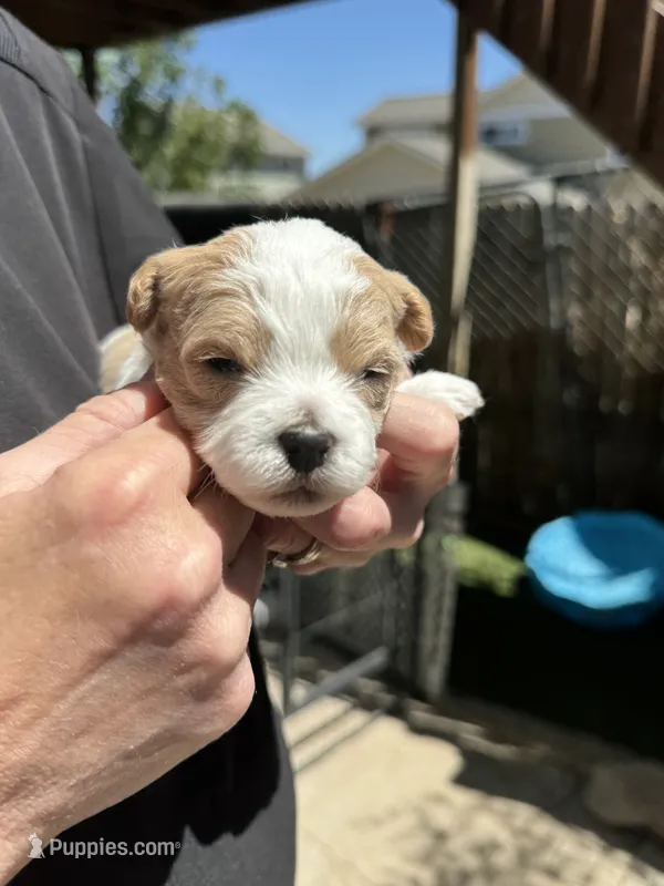 Lake – Havapoo puppy for sale in Loveland, CO