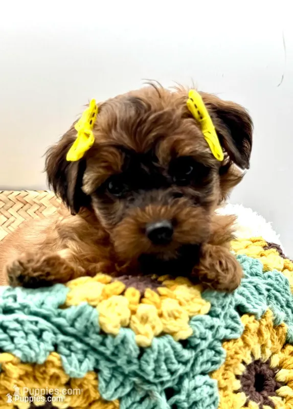Hannah – Havapoo puppy for sale in Loveland, CO