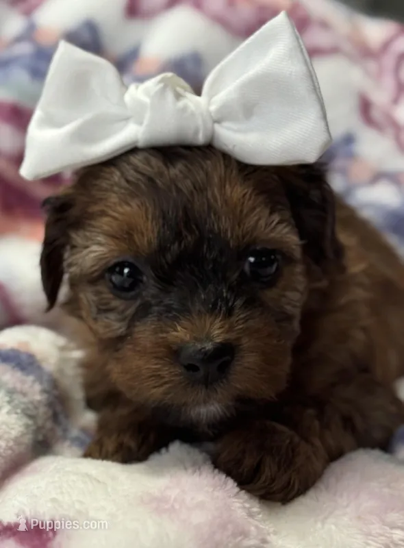 Hannah – Havapoo puppy for sale in Loveland, CO