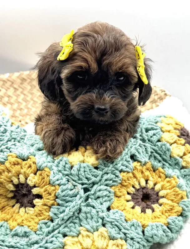 Harlow – Havapoo puppy for sale in Loveland, CO