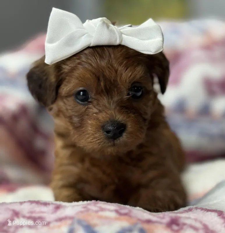 Hollie – Havapoo puppy for sale in Loveland, CO