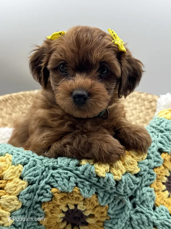 Hollie – Havapoo puppy for sale in Loveland, CO
