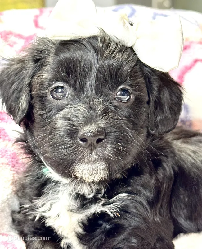 Hazel – Havapoo puppy for sale in Loveland, CO