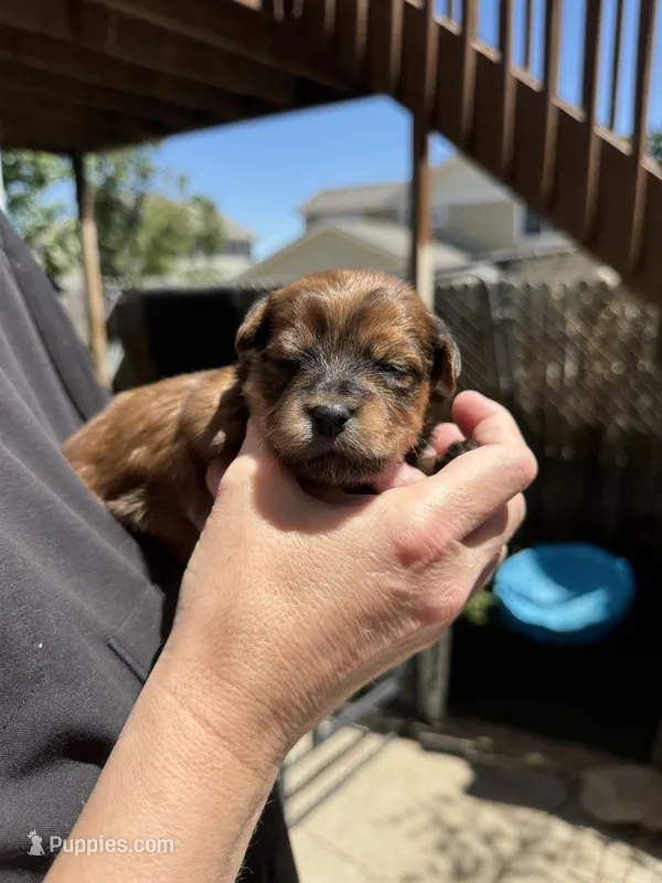 Lenny – Havapoo puppy for sale in Loveland, CO