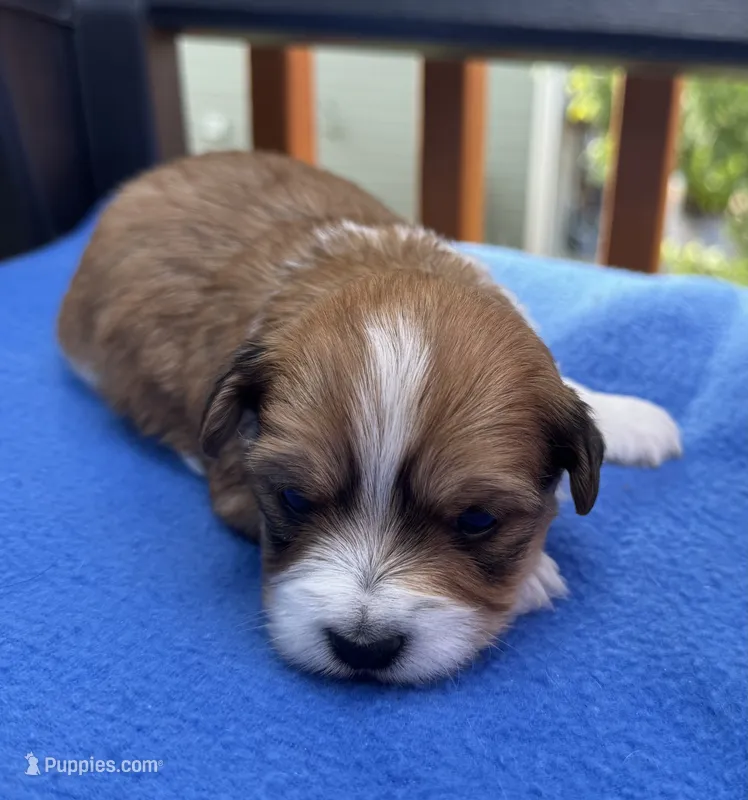 Landry – Havapoo puppy for sale in Loveland, CO