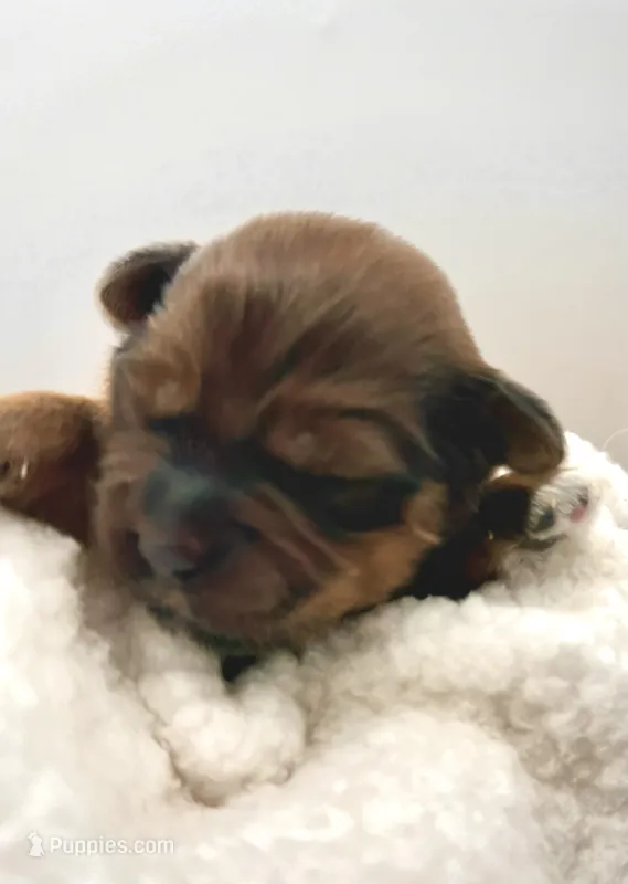 Lenny – Havapoo puppy for sale in Loveland, CO
