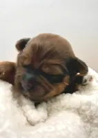 Lenny, a male Havapoo for sale in Loveland, CO – 1 of 1