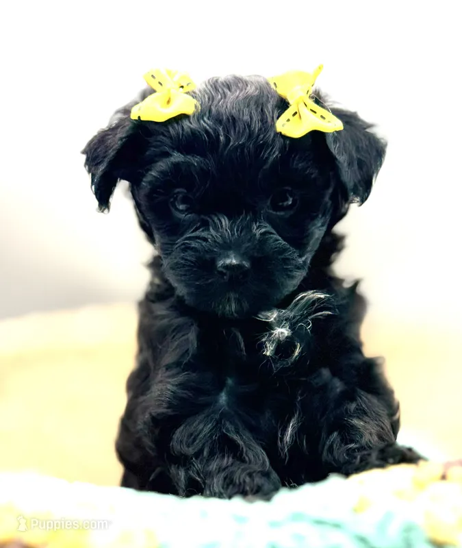 Hailey – Havapoo puppy for sale in Loveland, CO