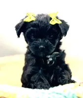 Hailey, a female Havapoo for sale in Loveland, CO – 1 of 1