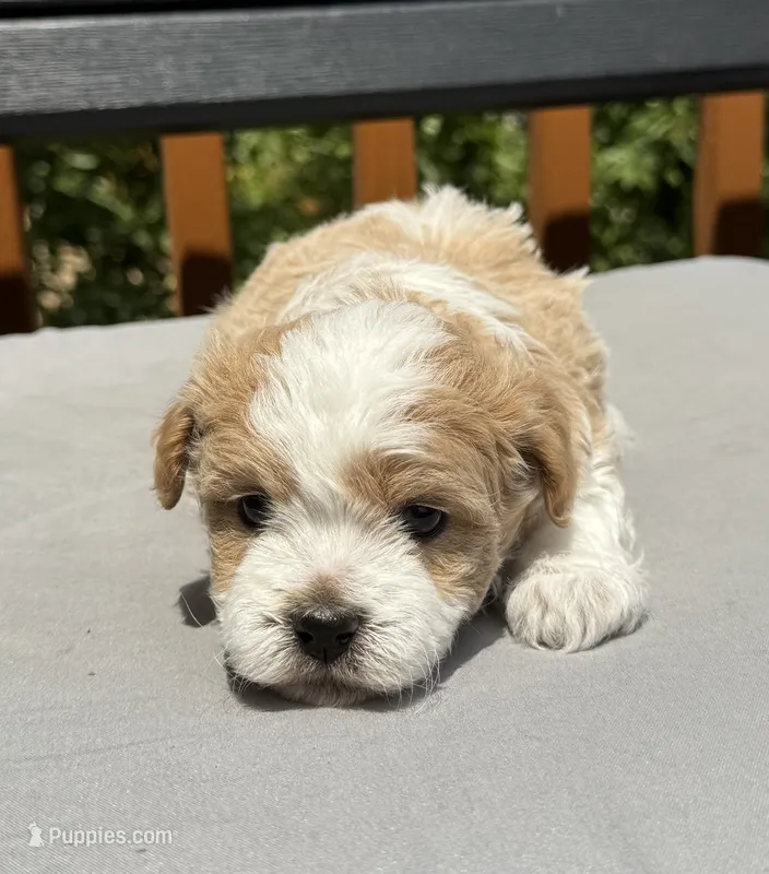 Lake – Havapoo puppy for sale in Loveland, CO