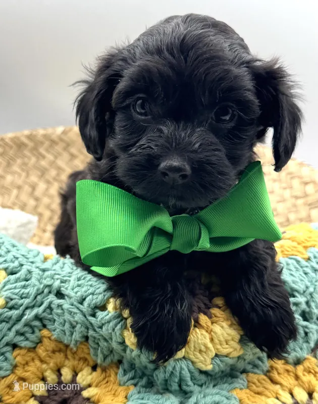 Harley – Havapoo puppy for sale in Loveland, CO