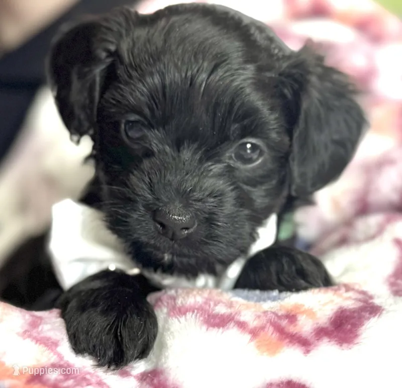Harley – Havapoo puppy for sale in Loveland, CO