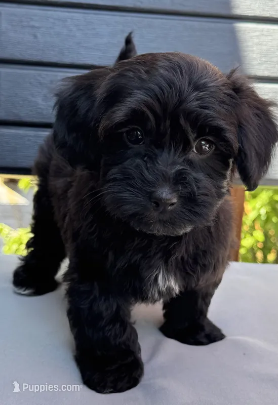 Harley – Havapoo puppy for sale in Loveland, CO