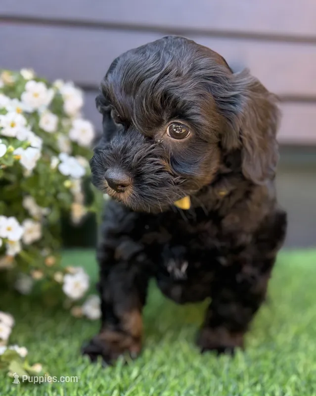 Houston – Havapoo puppy for sale in Loveland, CO