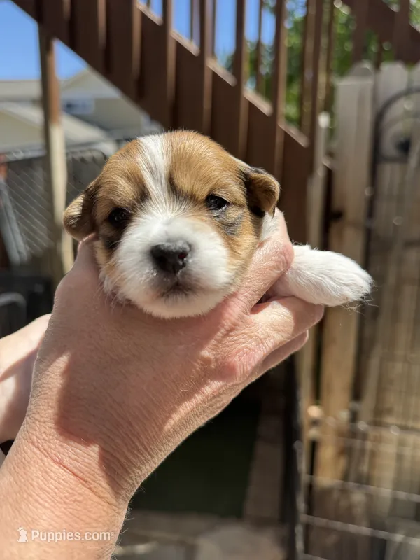 Landry – Havapoo puppy for sale in Loveland, CO