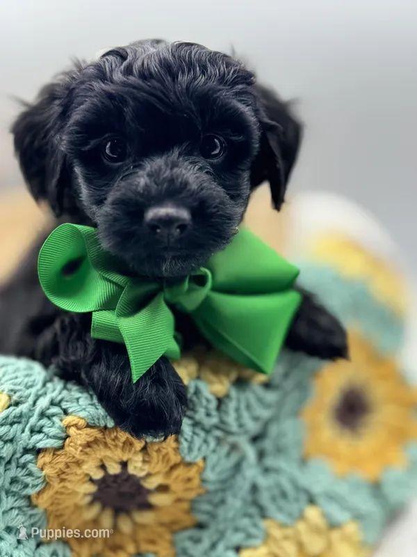 Henry – Havapoo puppy for sale in Loveland, CO