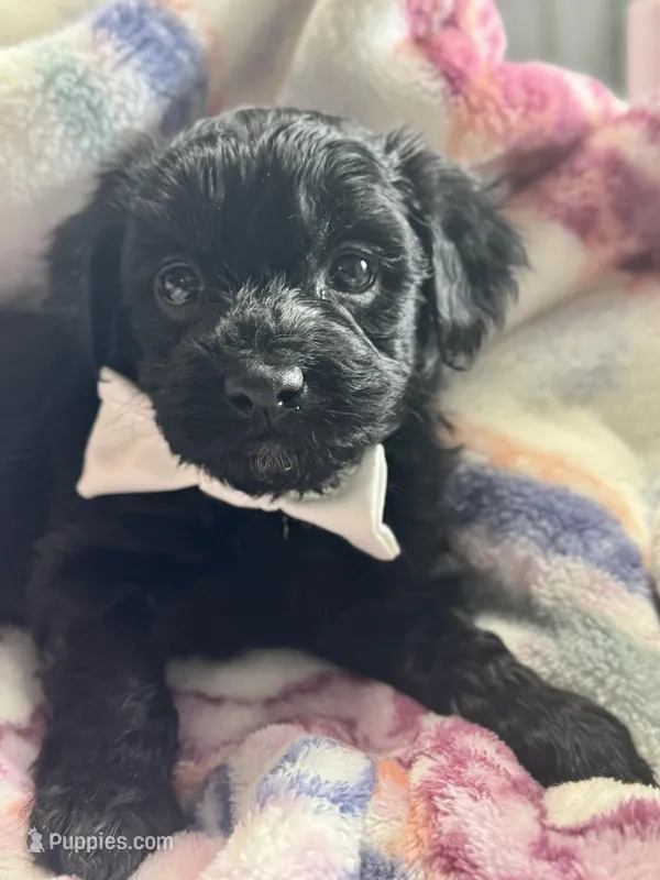 Henry – Havapoo puppy for sale in Loveland, CO
