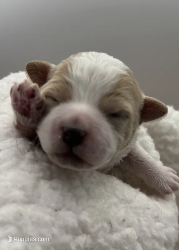 Lake – Havapoo puppy for sale in Loveland, CO