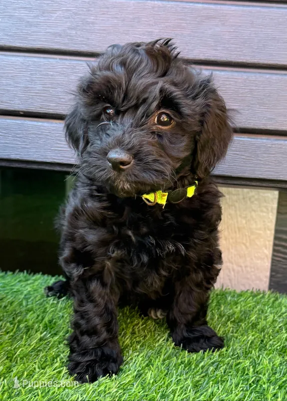 Henry – Havapoo puppy for sale in Loveland, CO