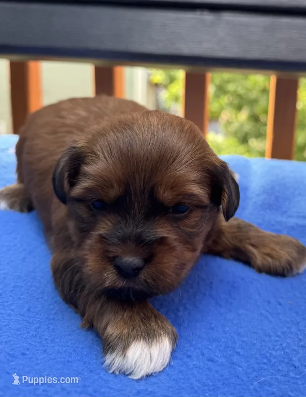Lenny – Havapoo puppy for sale in Loveland, CO
