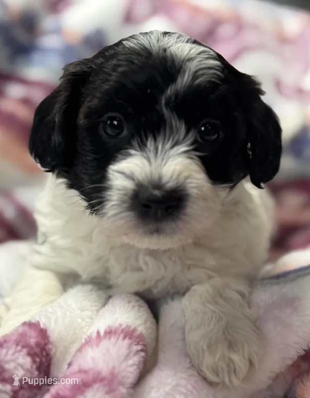 Hayden – Havapoo puppy for sale in Loveland, CO