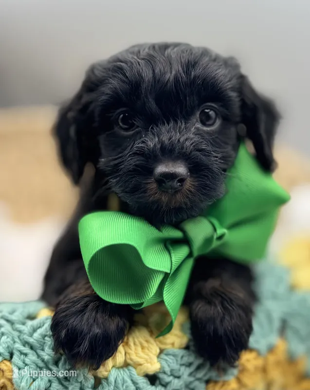 Houston – Havapoo puppy for sale in Loveland, CO
