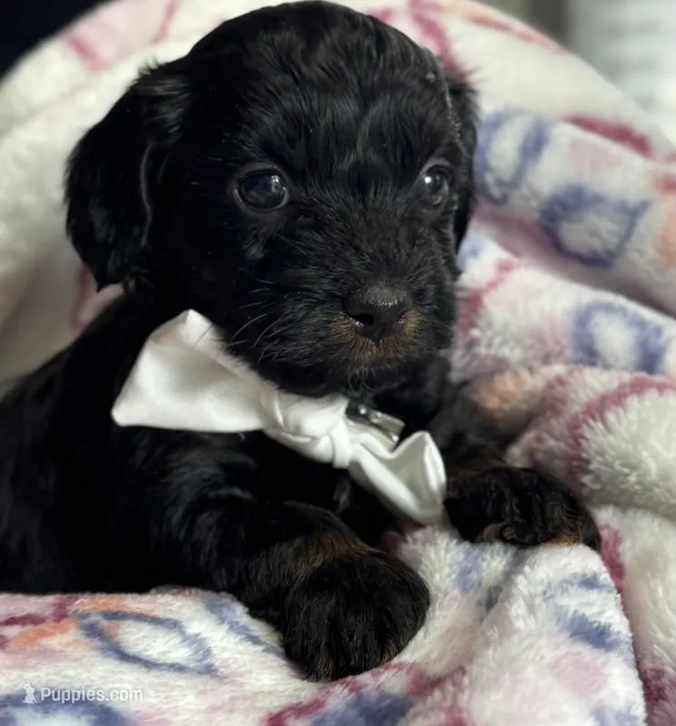 Houston – Havapoo puppy for sale in Loveland, CO