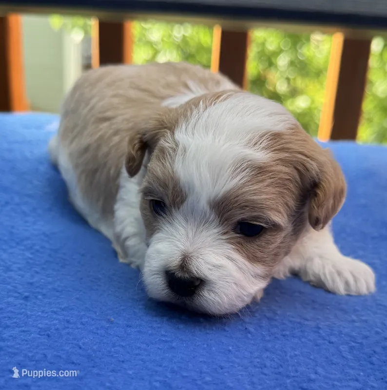 Lake – Havapoo puppy for sale in Loveland, CO