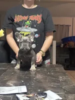 Apple, a female French Bulldog for sale in Jacksonville, FL – 5 of 6