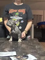Apple, a female French Bulldog for sale in Jacksonville, FL – 6 of 6