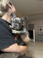 Apple, a female French Bulldog for sale in Jacksonville, FL – 3 of 6