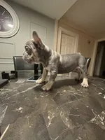 Apple, a female French Bulldog for sale in Jacksonville, FL – 4 of 6