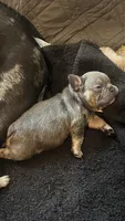Apple, a female French Bulldog for sale in Jacksonville, FL – 2 of 6