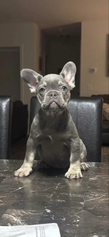 Apple – French Bulldog puppy for sale in Jacksonville, FL