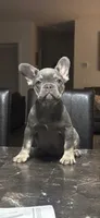 Apple, a female French Bulldog for sale in Jacksonville, FL – 1 of 6