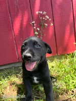 Tug, a female Labrador Retriever and Mountain Cur for sale in Silex, MO – 2 of 2