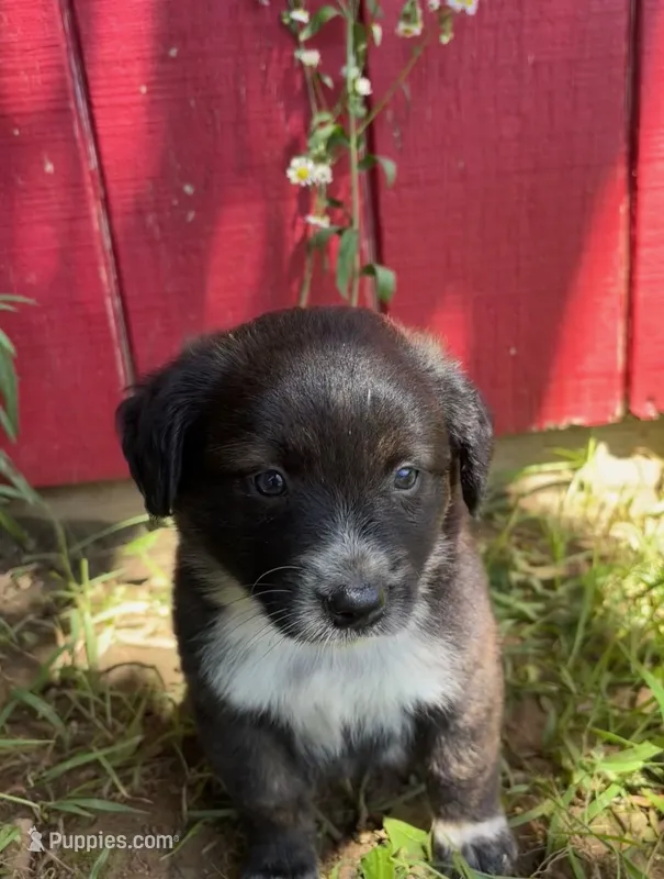 Lilly – Labrador Retriever, Mountain Cur puppy for sale in Silex, MO