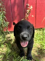Missy , a female Labrador Retriever and Mountain Cur for sale in Silex, MO – 3 of 3